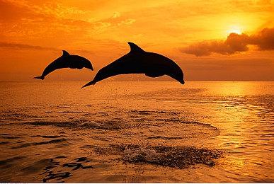 《全面战争：战锤3》斗鱼独家发售庆典 2月18日播出